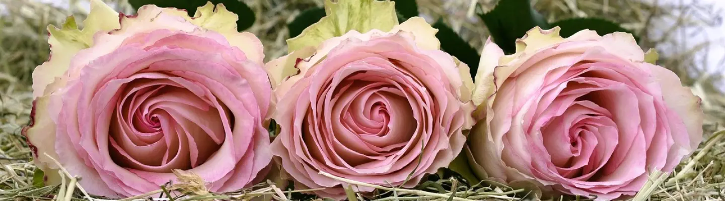 Sally Taylor - Spirituality, Mediumship, Tarot, Channeling, Developing Intuition, Healing  Profile Banner